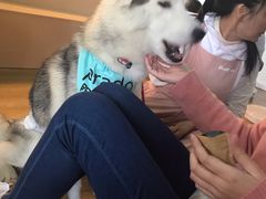 -Husky Go! 哈士奇体验馆·宠物咖啡厅狗咖