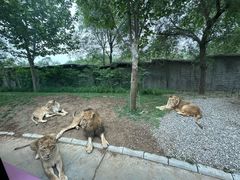 -北京野生动物园