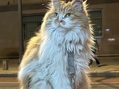 -BABIT巴比特宠物(MOMOPARK店)