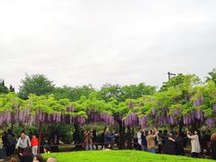 -嘉定紫藤园