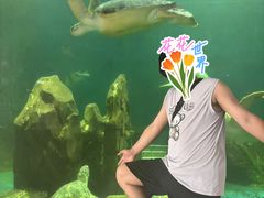 -广东惠东海龟国家级自然保护区