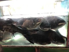 -好灶头妈妈菜·柴火灶台鱼·千岛湖土菜地标美食