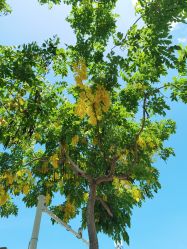 -厦门市儿童医院