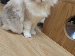 -猫和宫(六道口店)