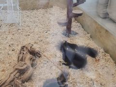 -怪兽屋·羊驼·猫咖·狗咖(俊华广场店)