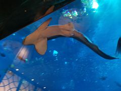 -亚特兰蒂斯•OSSIANO奥西亚诺海底餐厅