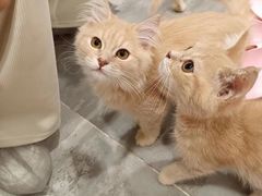 -楼上猫咖(罗湖店)