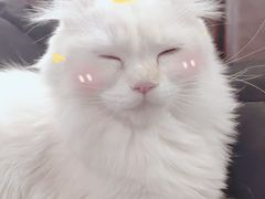-猫小院猫主题餐厅(三里屯店)