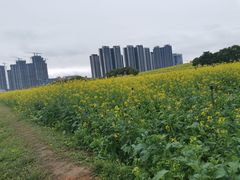 -光明小镇欢乐田园