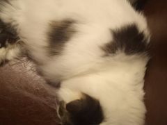 -喵园·猫主题咖啡厅·撸猫·猫咖(国贸店)