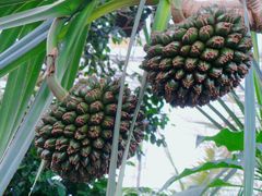 -北京植物园-展览温室