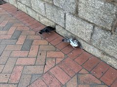 -九龙公园