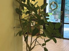 -COTTON CAFE(德信·中外公寓店)