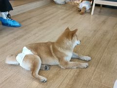 -南京Hallo宠物乐园·哈罗犬舍·柴犬繁育基地