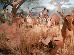 -陕西自然博物馆