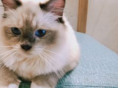 -藏猫猫咖啡主题馆(中央大道店)