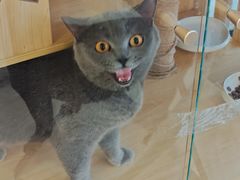 -共舞时光猫咖·狗咖(新街口店)