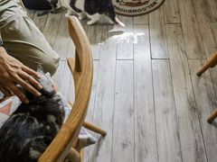 -海边的猫和咖啡馆