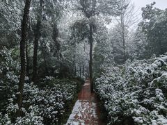 -铁山坪森林公园