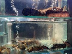 -1718海鲜姿造(苏宁宴请臻选店)
