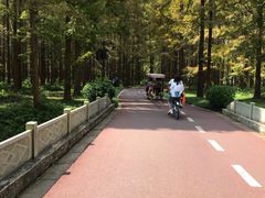 -黄海国家森林公园