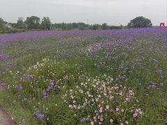 -西京湾花海