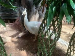 -正佳雨林生态植物园