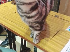 -猫色咖啡·猫咖