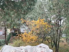 -香山公园