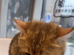-藏猫猫咖啡主题馆(中央大道店)