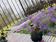 -黄海国家森林公园