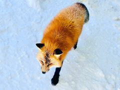 -宫城藏王狐狸村