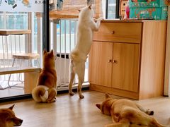 -南京Hallo宠物乐园·哈罗犬舍·柴犬繁育基地