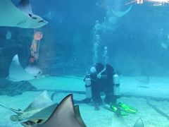 -烟台海昌鲸鲨海洋公园