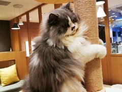 -CAT’S MEWSTAR CAFE·喵星球猫屋(晴湾咖啡店)
