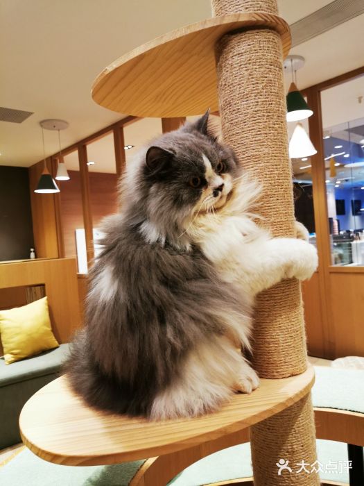 CAT’S MEWSTAR CAFE·喵星球猫屋(晴湾咖啡店)图片