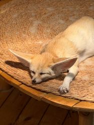 -Zoolung Zoolung动物主题公园(海信广场店)