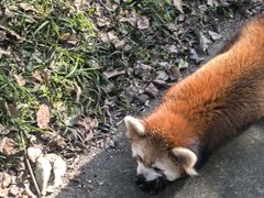 -合肥野生动物园
