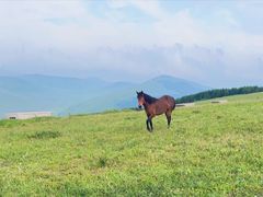 -天源居餐厅·地方特色菜(张北店)