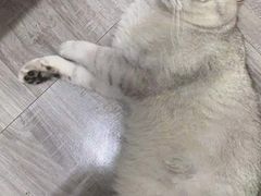 -佳怡动物医院·平价24小时·猫专科骨外科