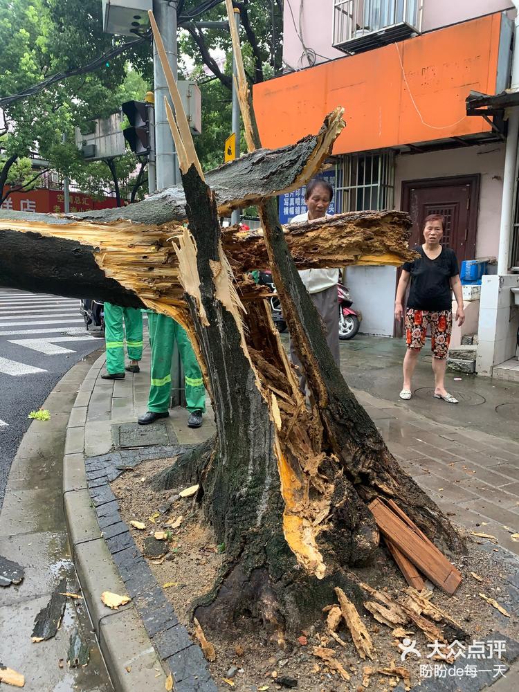 大树倒了