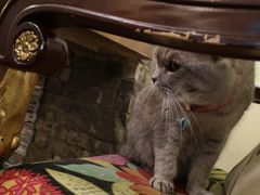 -猫色咖啡·猫咖