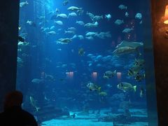 -迪拜帆船酒店海底餐厅