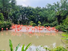 -广州长隆飞鸟乐园