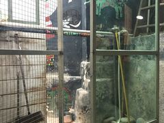 -猫咪博物馆(顶澳仔猫街店)