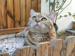 -喵屿·大理花园猫咖