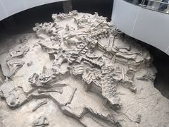 -自贡恐龙博物馆