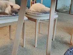 -泰国佛·塔罗·泰牌狐仙古曼