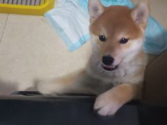 -天宠宠物医院24小时·急重症诊疗中心·全科·腔镜特色(和平分院)