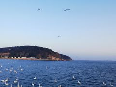 -烟墩角天鹅湖